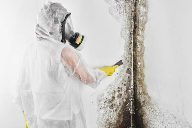 Best Black Mold Remediation in Hurlburt Field, FL