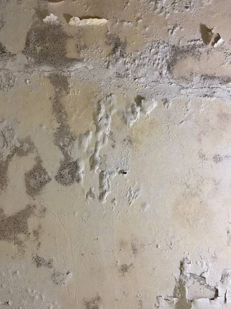 Best White Mold Remediation in Hurlburt Field, FL