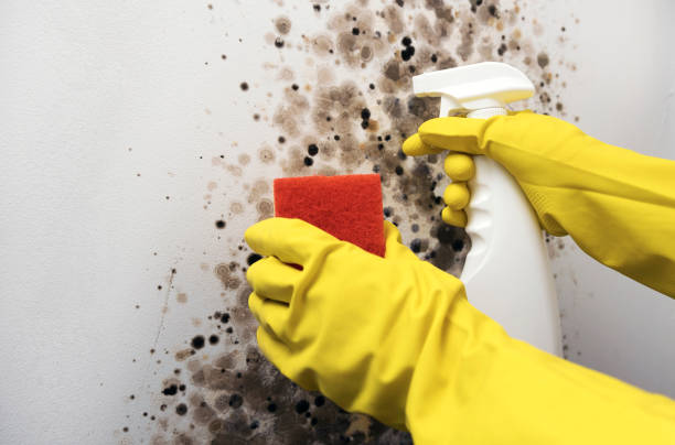 Best Bathroom Mold Remediation in Hurlburt Field, FL