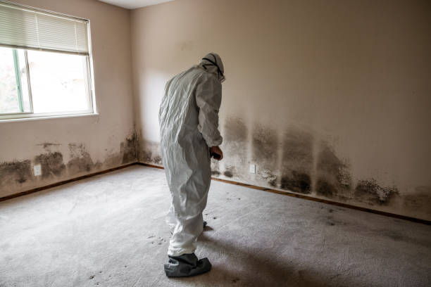 Best DIY Mold Remediation Support Services in Hurlburt Field, FL
