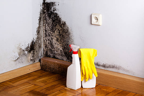 Best Insurance-Related Mold Remediation in Hurlburt Field, FL