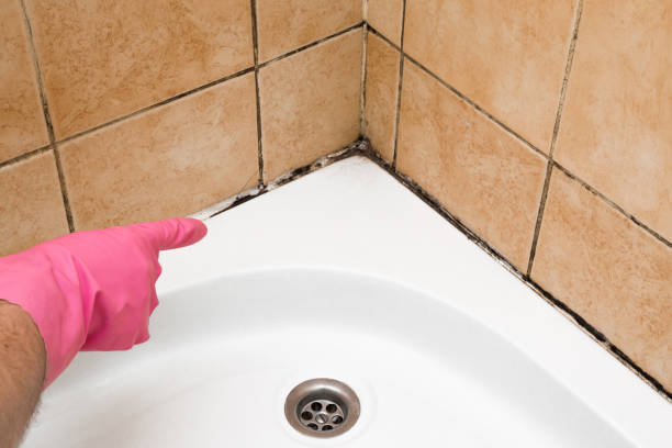 Best Kitchen Mold Remediation in Hurlburt Field, FL